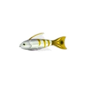 Yellow Tail Tiger Fish